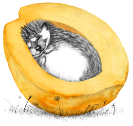 nuts images